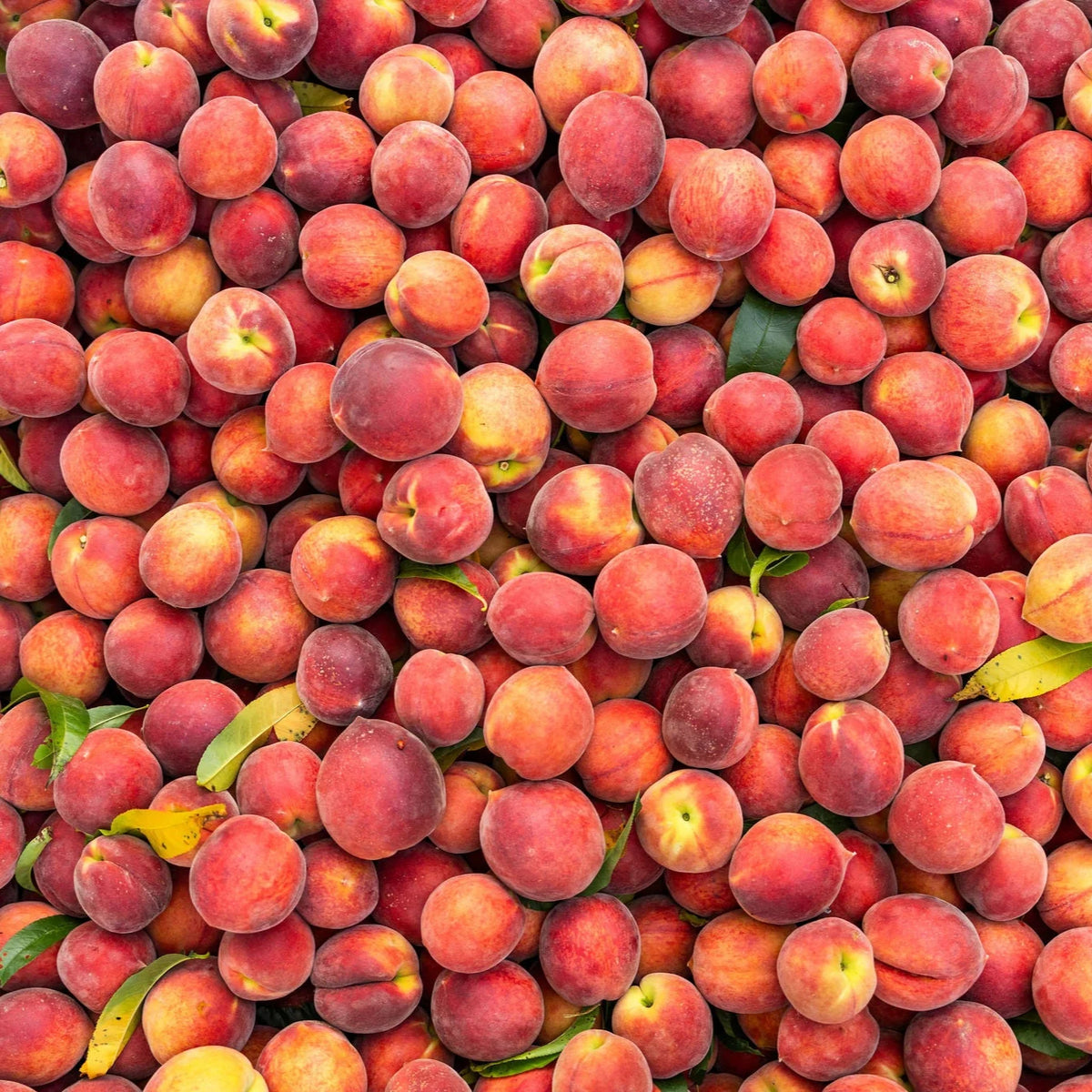 A close-up, top-down view of a dense pile of ripe peaches with a few scattered green and yellow leaves.