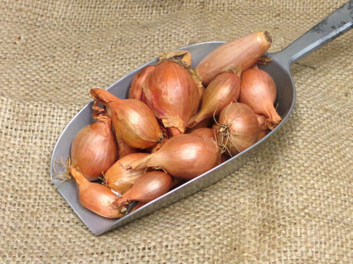 Organic Shallots 250g