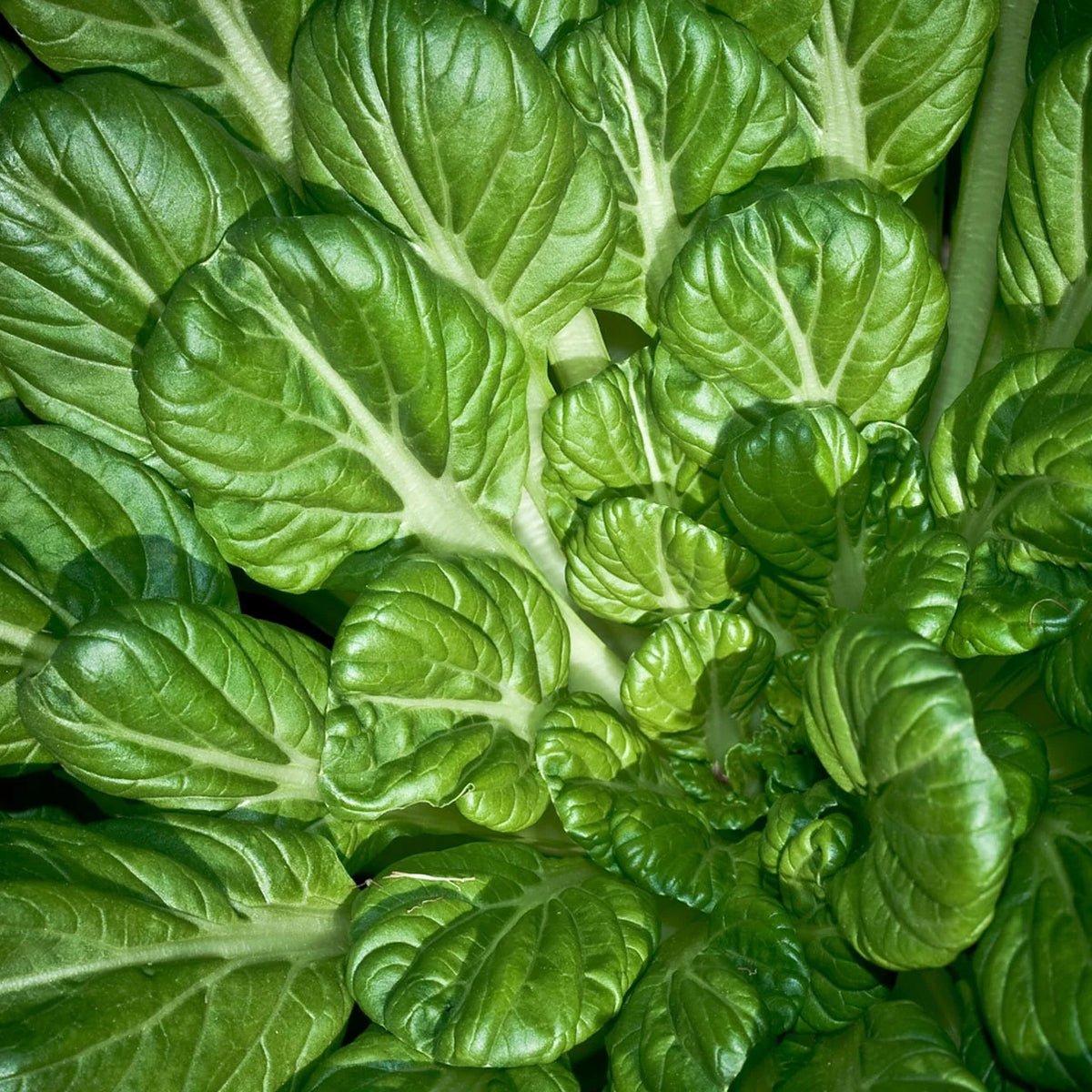 Organic Pakchoi 200g