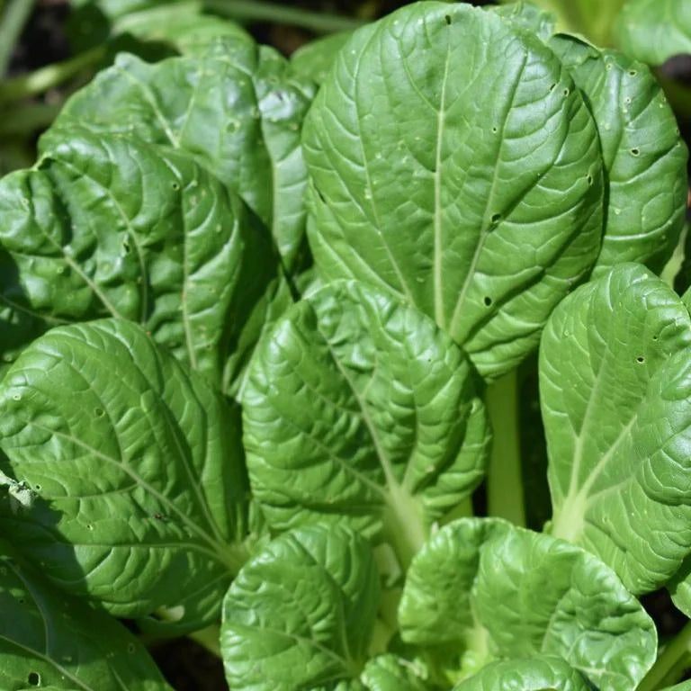 Organic Pakchoi 200g