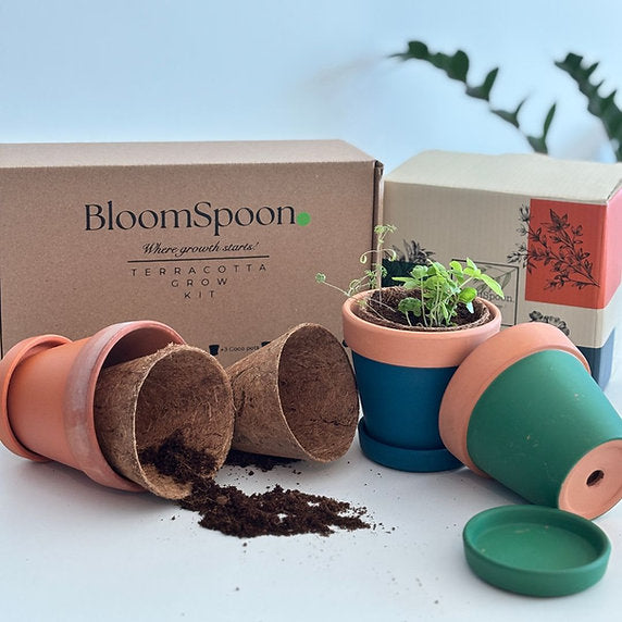 Terracotta grow kit