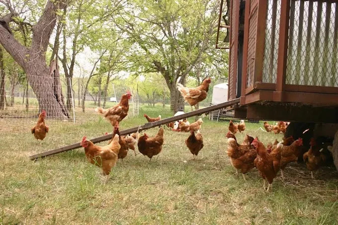 Fresh organic eggs in eco-friendly carton pack
