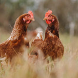 Natural organic free-range eggs for healthy breakfast