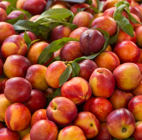 Organic Nectarines