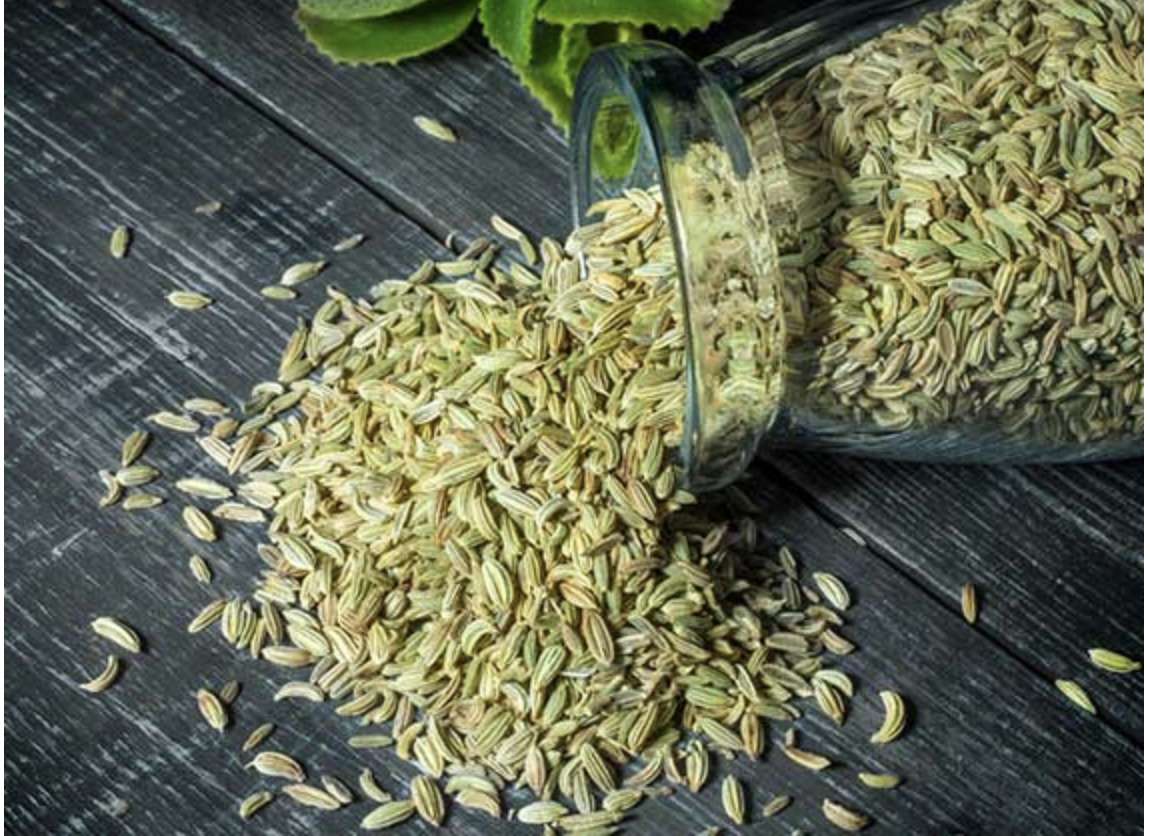 Fennel Whole