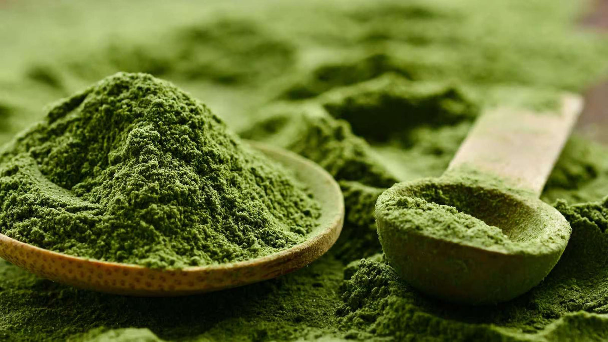 Wheatgrass Powder
